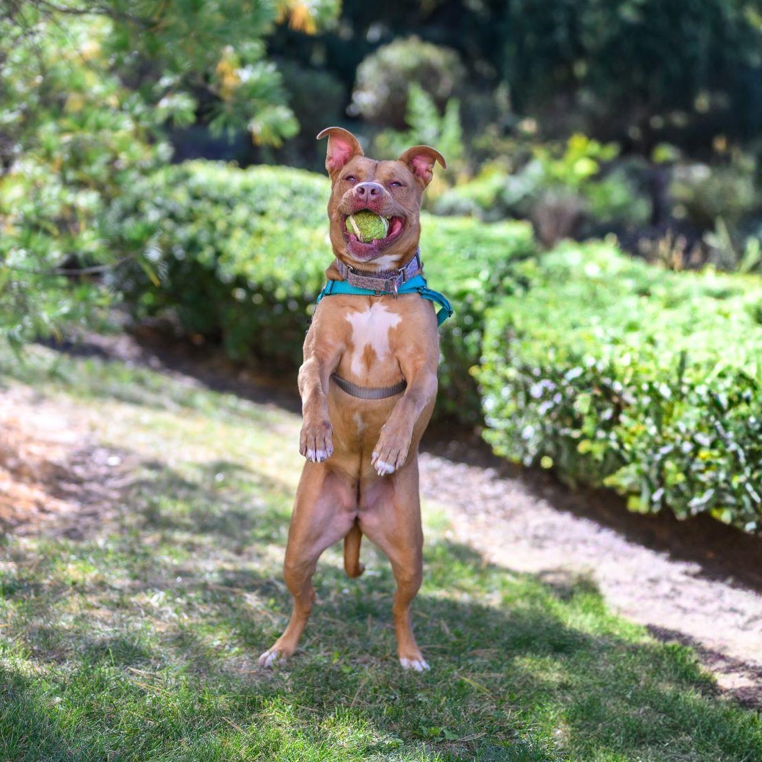 Enlarge GINGER, a Adoptable Pit Bull Terrier in Hamilton, NJ image 6/6