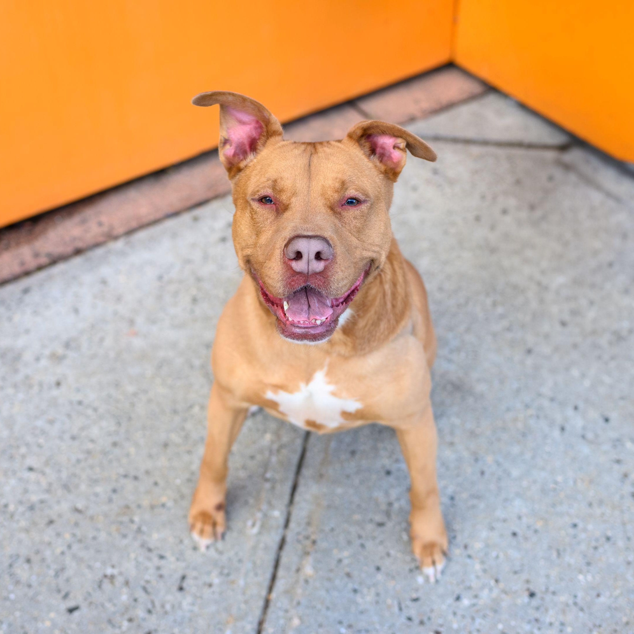 Enlarge GINGER, a Adoptable Pit Bull Terrier in Hamilton, NJ image 4/6