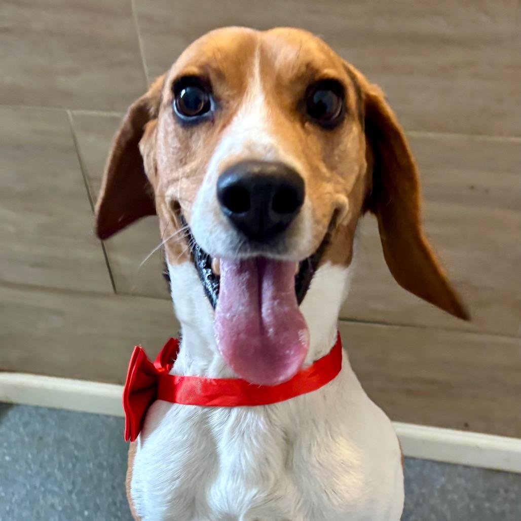 Charlie, Adoptable, Adult Male Beagle.