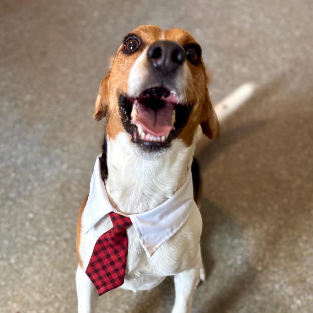 Enlarge Charlie, a Adoptable Beagle in Metamora, MI image 3/6