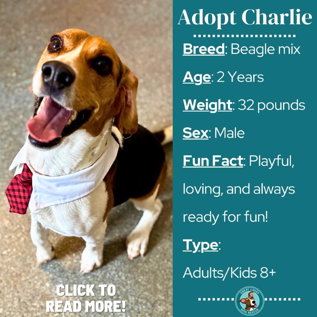 Enlarge Charlie, a Adoptable Beagle in Metamora, MI image 4/6
