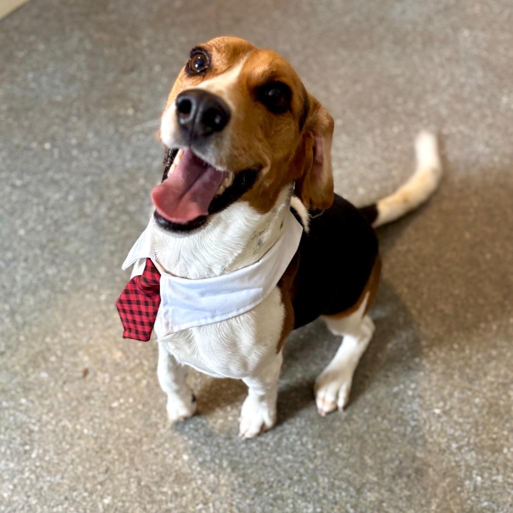Enlarge Charlie, a Adoptable Beagle in Metamora, MI image 5/6