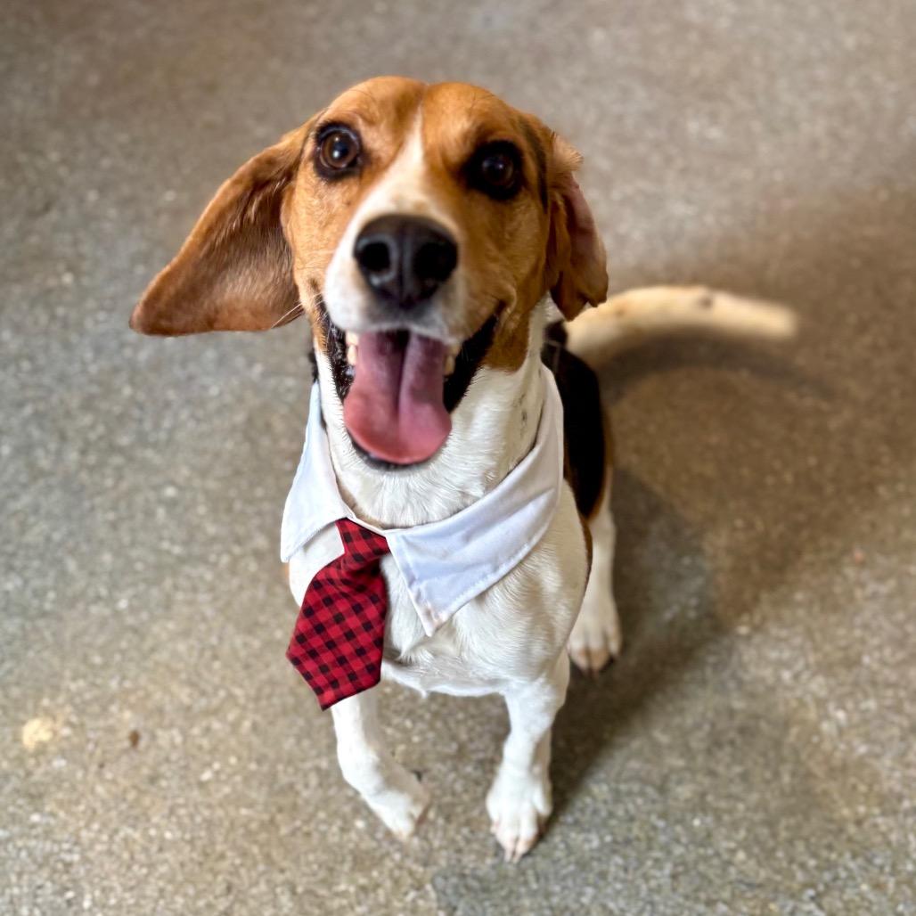 Enlarge Charlie, a Adoptable Beagle in Metamora, MI image 6/6
