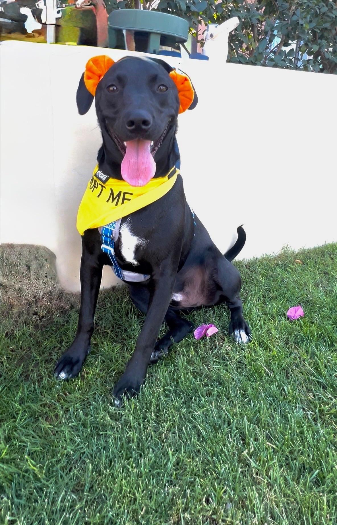 Enlarge Cash, a Adoptable mixed breed in Palm Springs, CA image 4/6