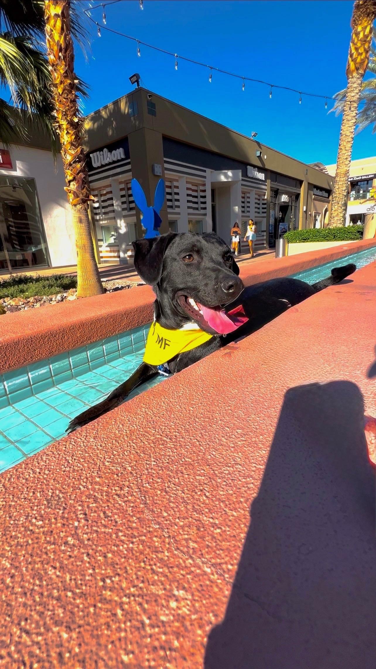 Enlarge Cash, a Adoptable mixed breed in Palm Springs, CA image 6/6