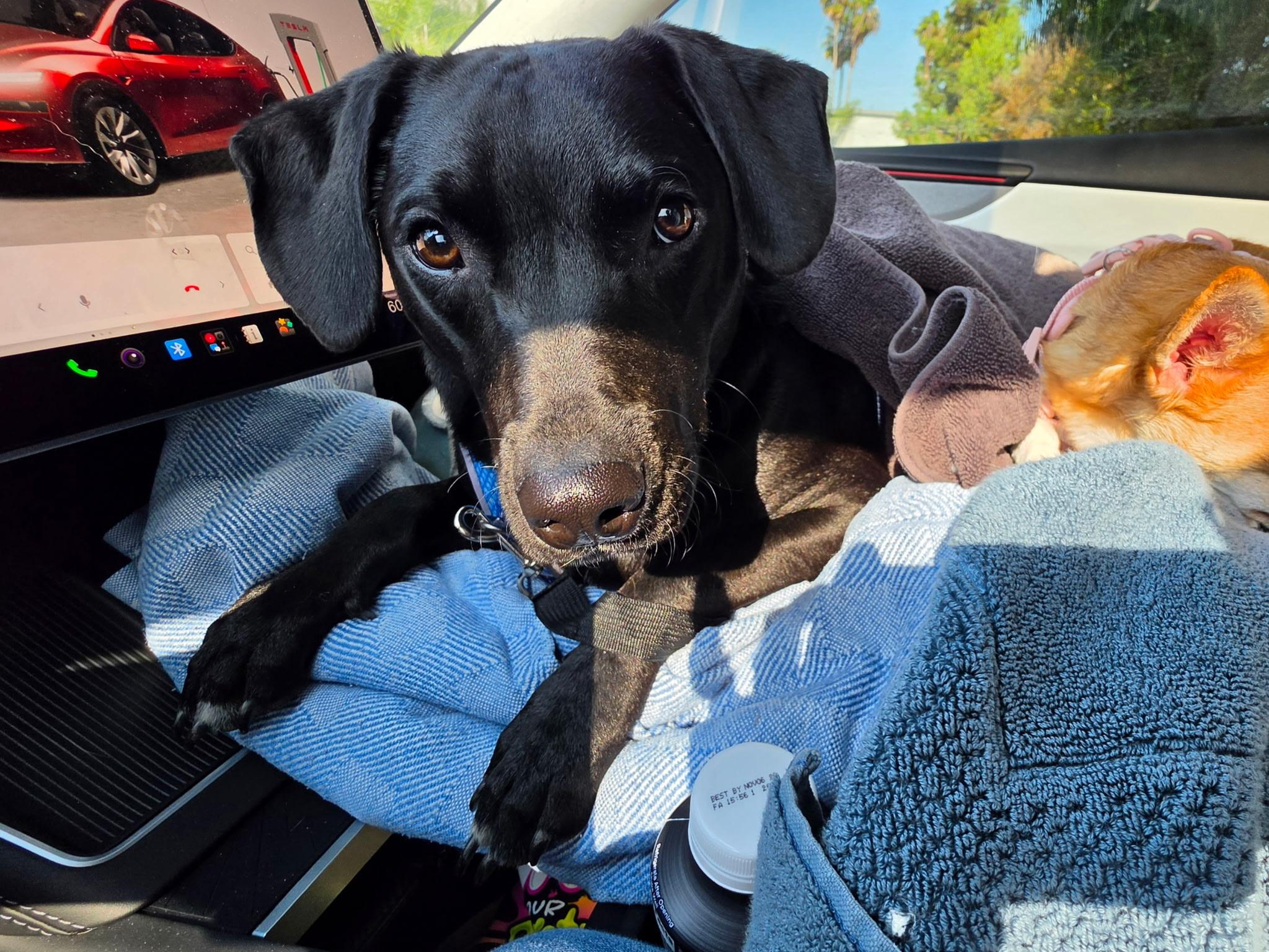 Cash, Adoptable, Puppy Male Labrador Retriever & Chihuahua.