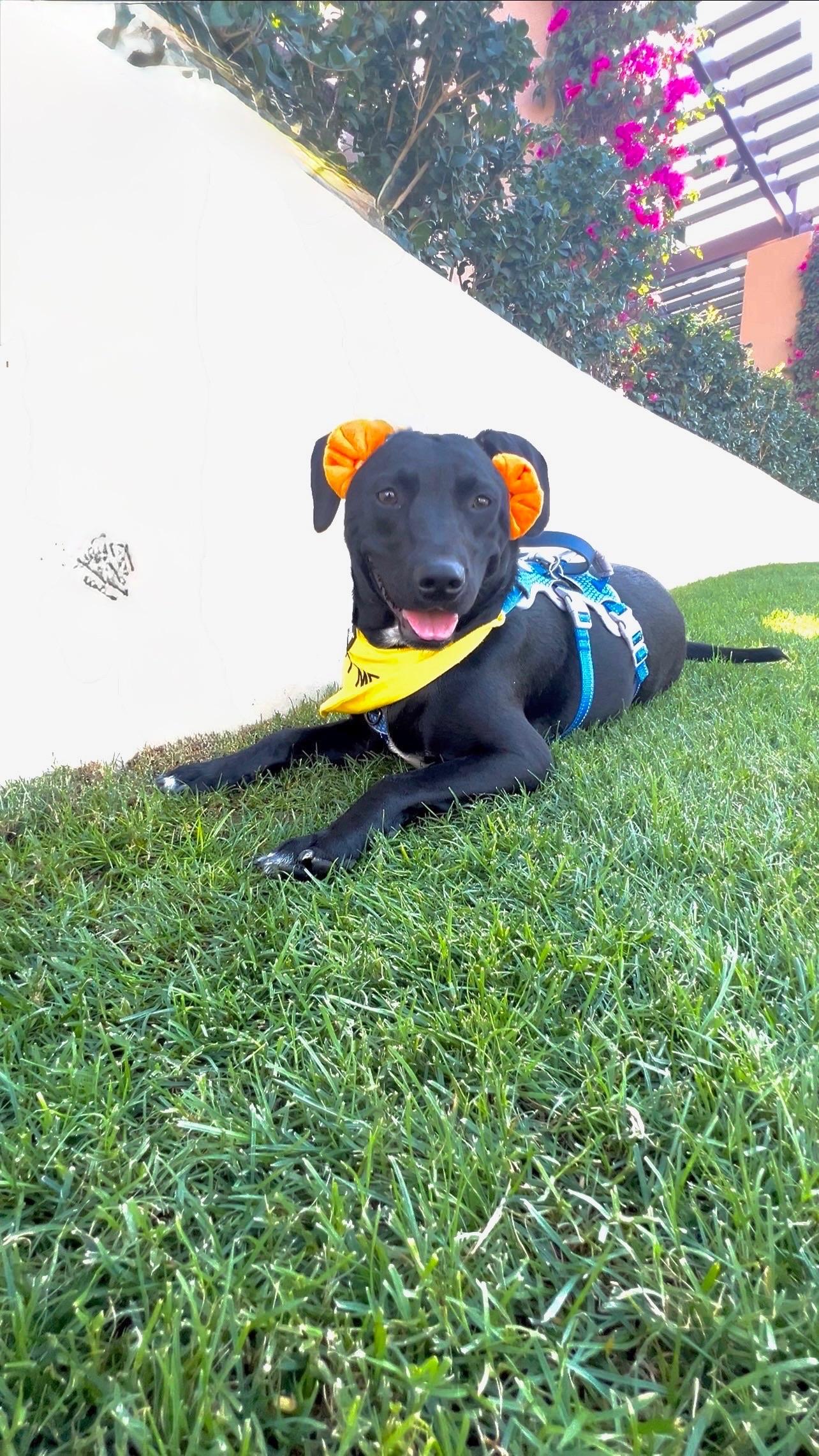Enlarge Cash, a Adoptable mixed breed in Palm Springs, CA image 2/6
