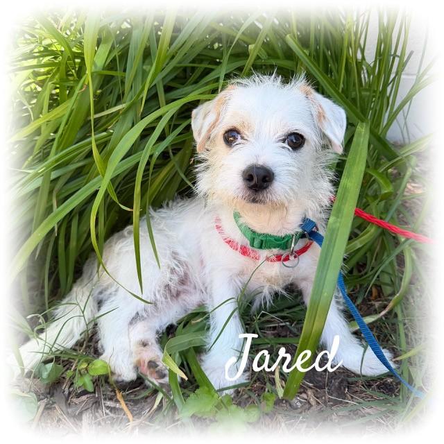 Jared, adopted, Adult Male Jack Russell Terrier.