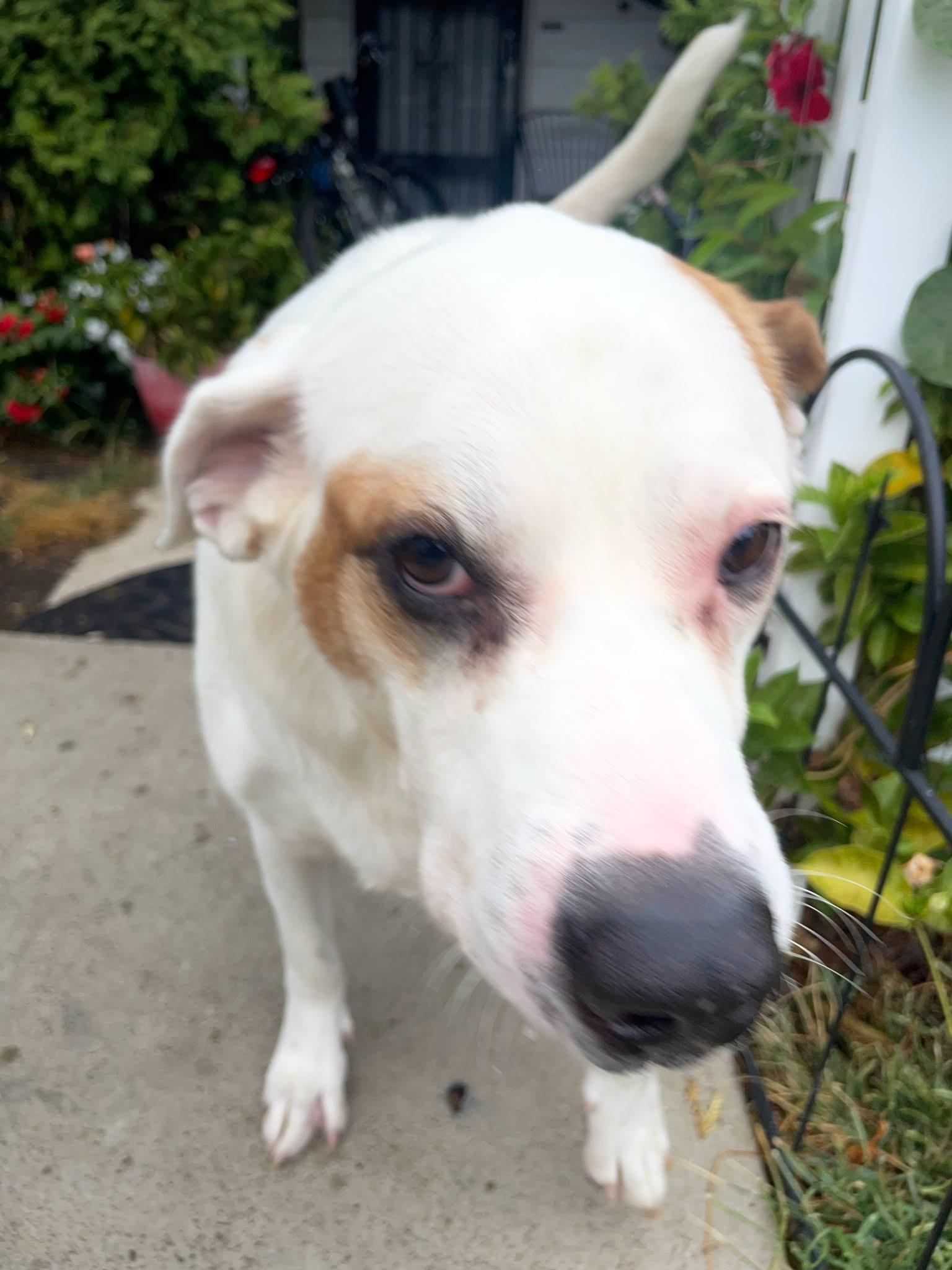 Enlarge Piggy, a Adoptable mixed breed in Evans City, PA image 2/3