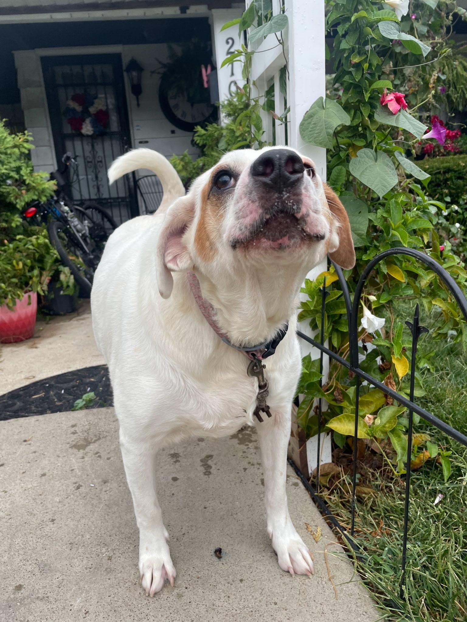 Piggy, Adoptable, Adult Female Labrador Retriever.