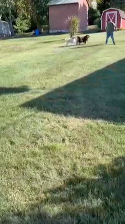 Enlarge Piggy, a Adoptable mixed breed in Evans City, PA video 3/3