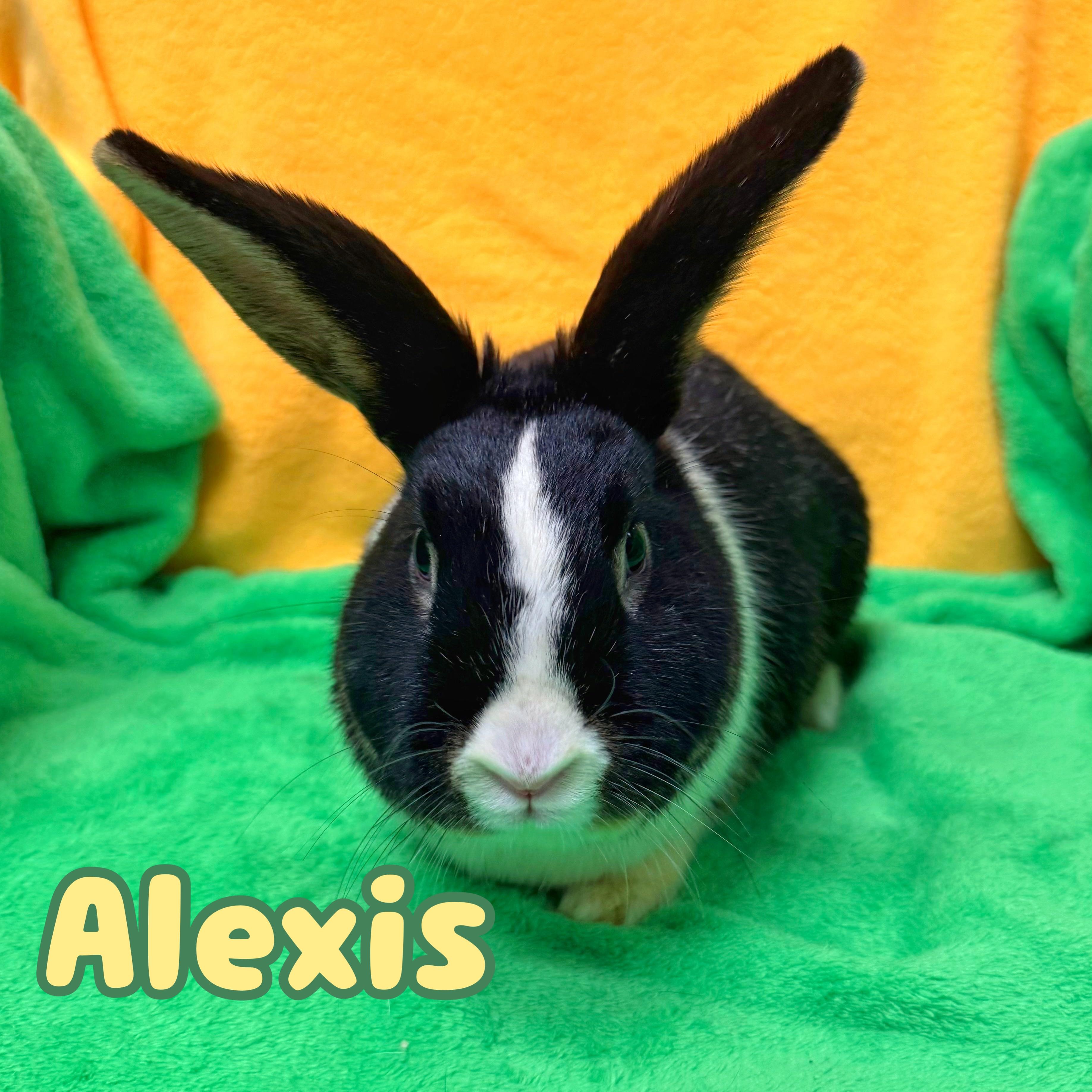 Enlarge Alexis, a ADOPTABLE mixed breed in Roseville, CA image 1/1