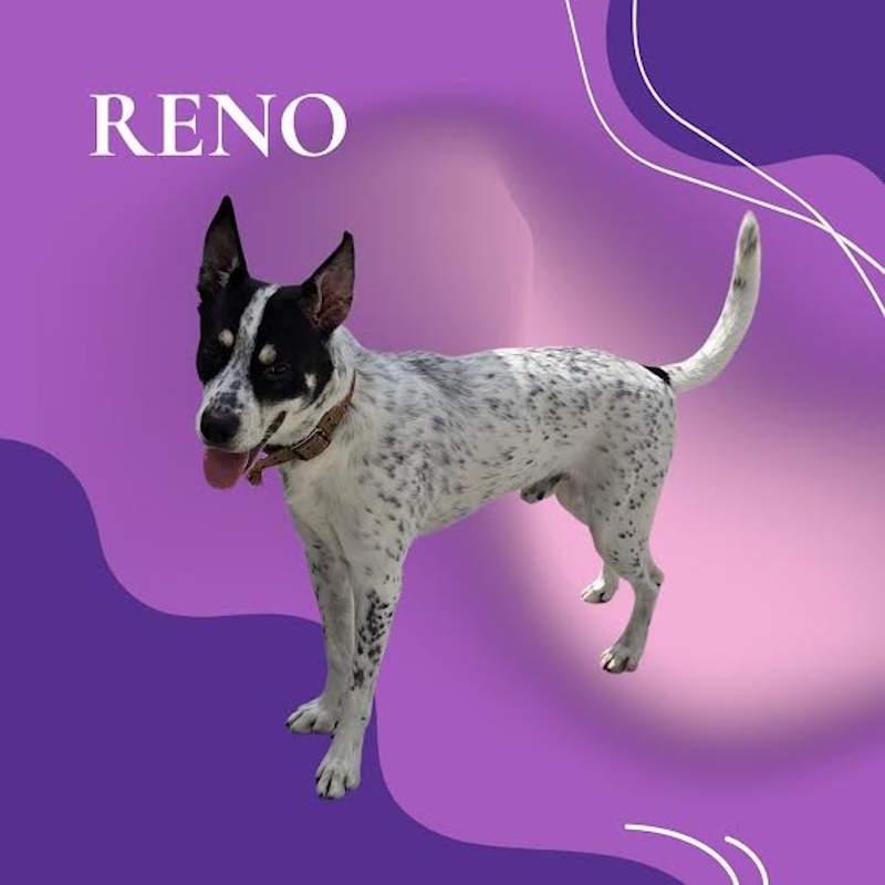 Reno, Adoptable, Adult Male Labrador Retriever & Pointer.