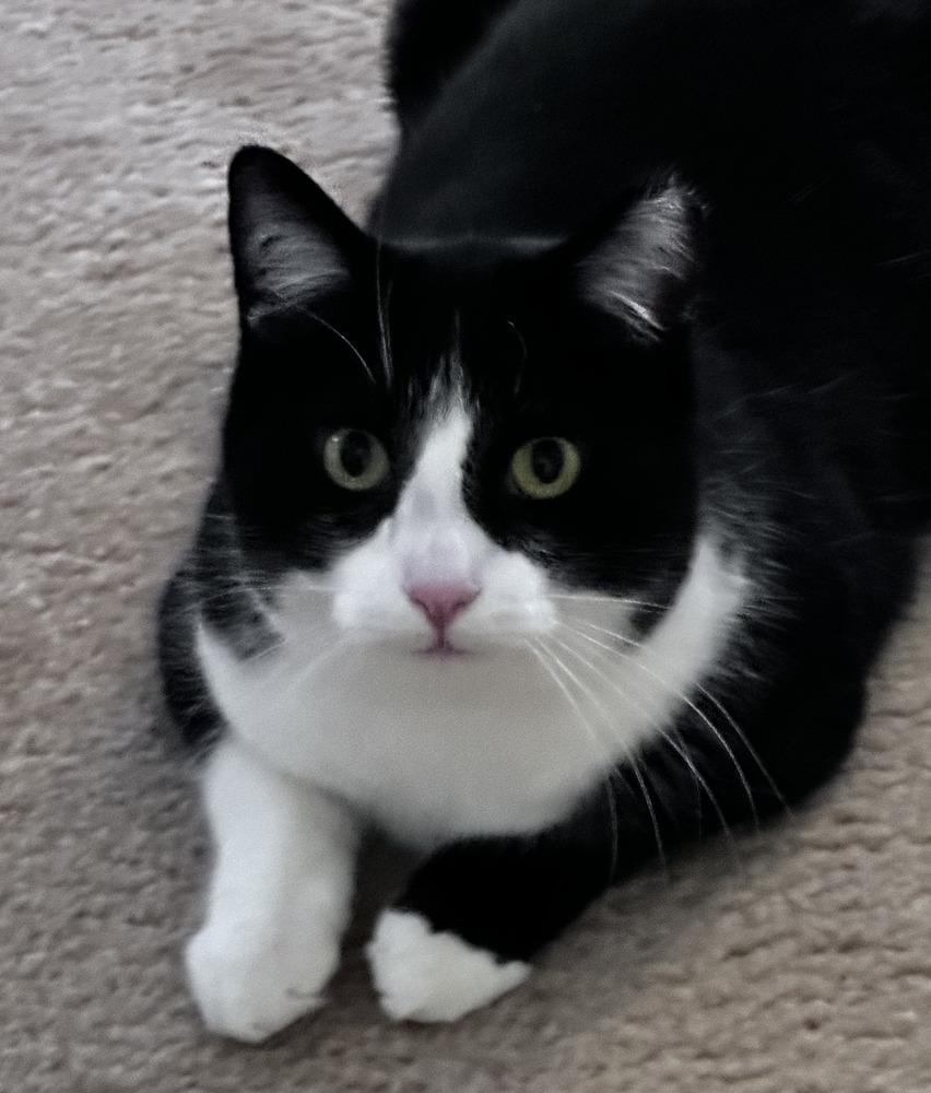 Quilty (25-275 C), Adoptable, Adult Male Domestic Short Hair.