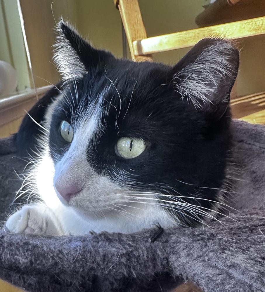 Enlarge Quilty (25-275 C), a Adoptable Domestic Short Hair in Lansing, MI image 1/6