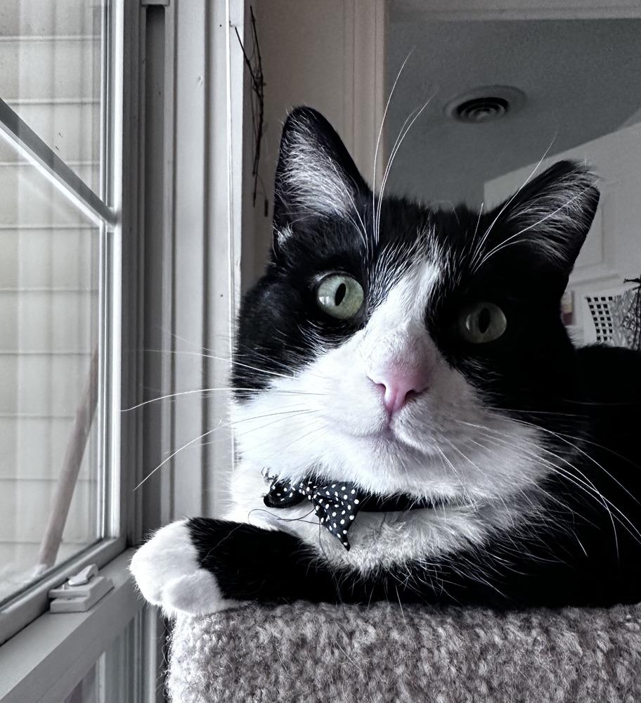 Enlarge Quilty (25-275 C), a Adoptable Domestic Short Hair in Lansing, MI image 2/6