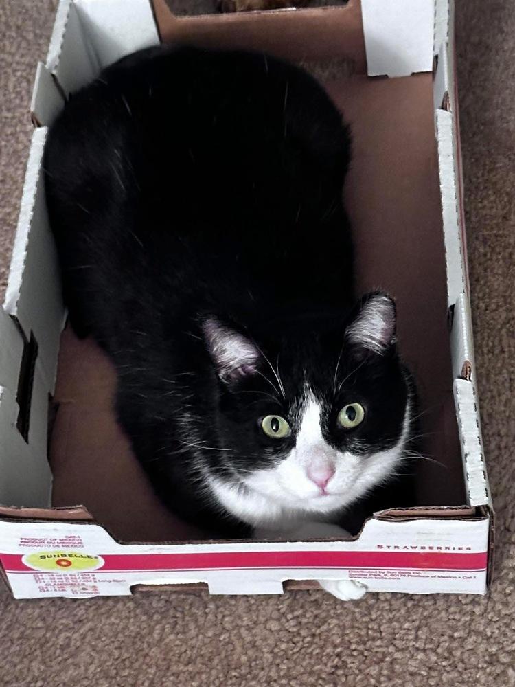 Enlarge Quilty (25-275 C), a Adoptable Domestic Short Hair in Lansing, MI image 2/6