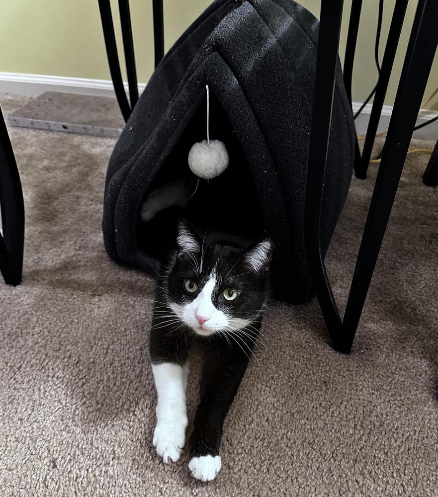 Enlarge Quilty (25-275 C), a Adoptable Domestic Short Hair in Lansing, MI image 3/6