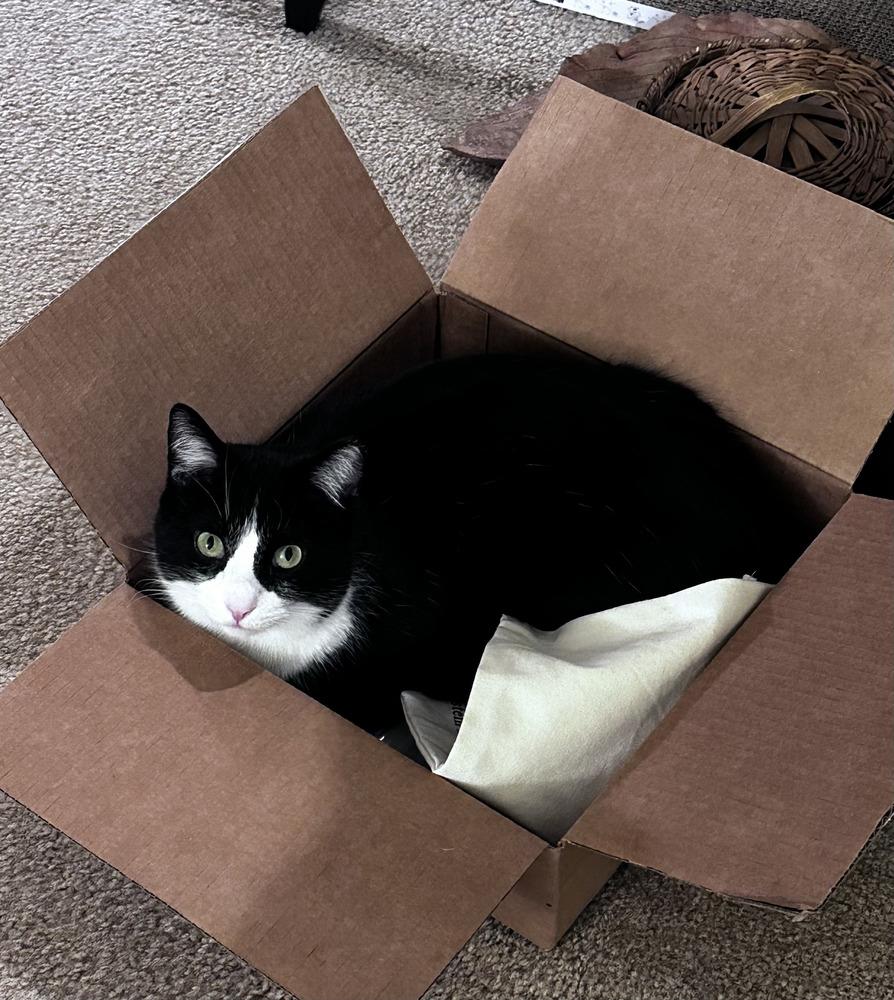 Enlarge Quilty (25-275 C), a Adoptable Domestic Short Hair in Lansing, MI image 3/6