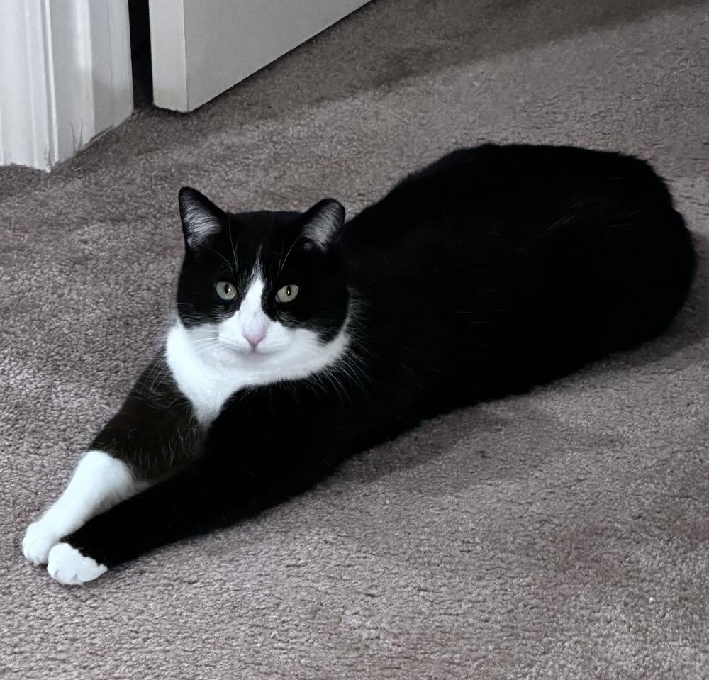 Enlarge Quilty (25-275 C), a Adoptable Domestic Short Hair in Lansing, MI image 5/6