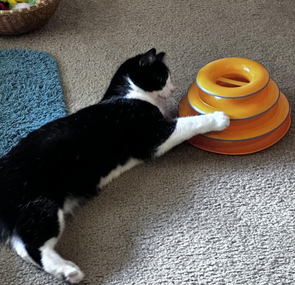 Enlarge Quilty (25-275 C), a Adoptable Domestic Short Hair in Lansing, MI image 5/6