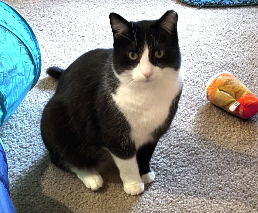 Enlarge Quilty (25-275 C), a Adoptable Domestic Short Hair in Lansing, MI image 6/6