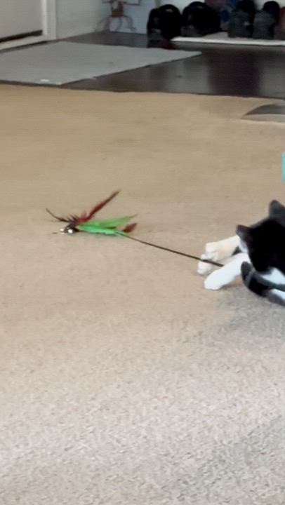 Enlarge Quilty (25-275 C), a Adoptable Domestic Short Hair in Lansing, MI video 6/6