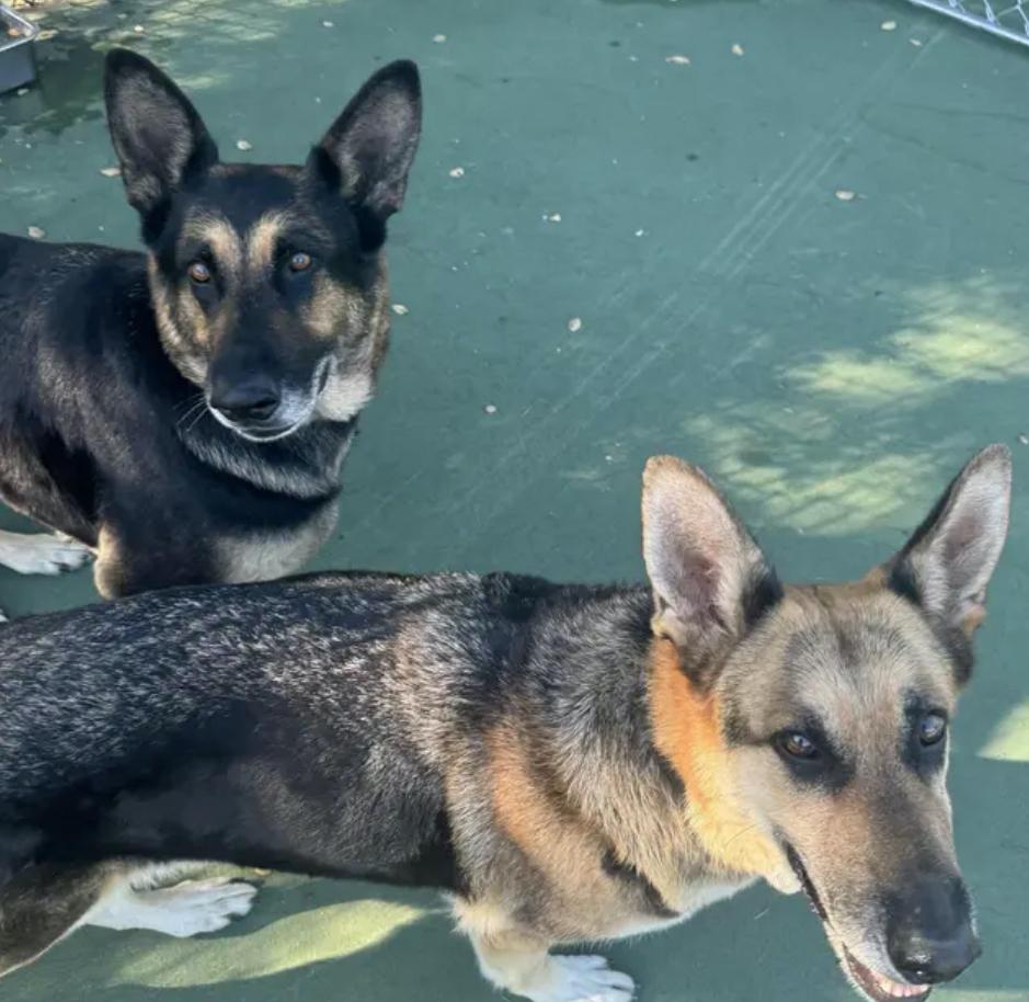 Flopsy T, a Adoptable German Shepherd Dog in San Juan Bautista, CA image 2/6