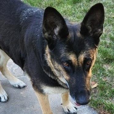 Flopsy T, a Adoptable German Shepherd Dog in San Juan Bautista, CA image 4/6