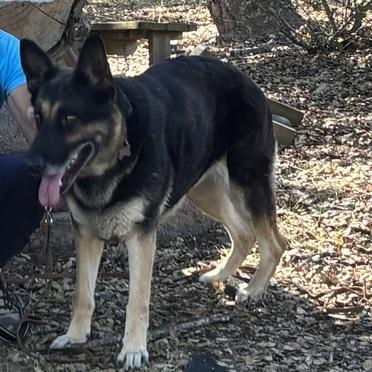 Flopsy T, a Adoptable German Shepherd Dog in San Juan Bautista, CA image 5/6