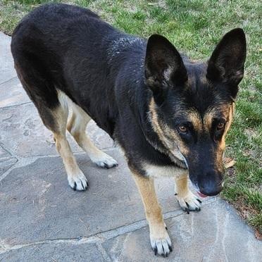 Flopsy T, a Adoptable German Shepherd Dog in San Juan Bautista, CA image 6/6