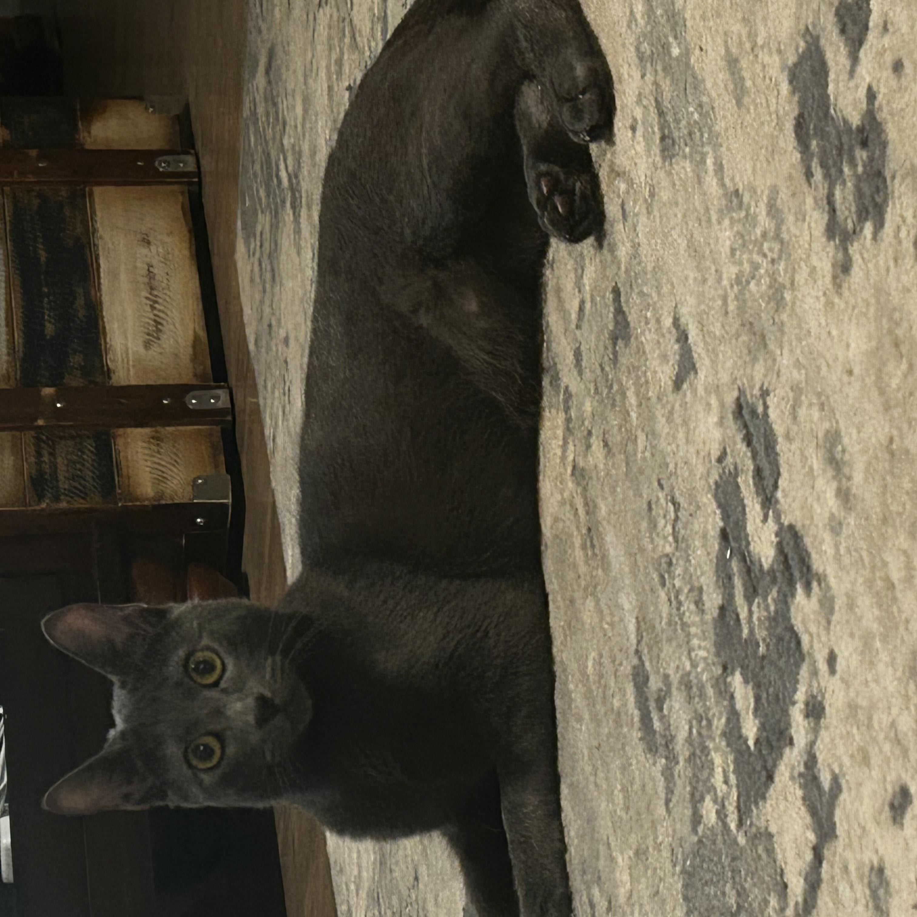 Enlarge Kylo, a ADOPTABLE mixed breed in Seneca, SC image 3/4