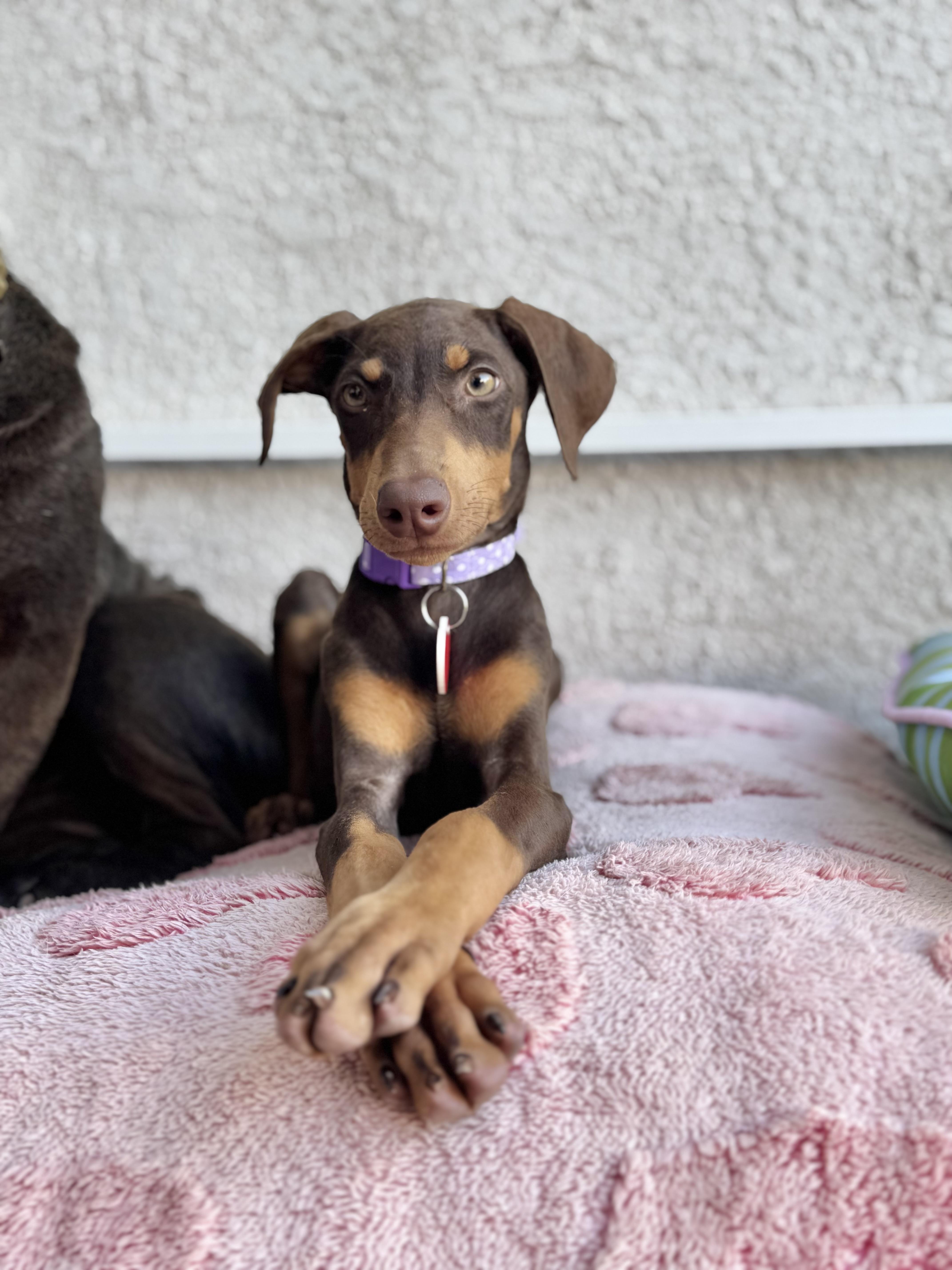 Hi Im Mystic Nice to meet you Im a 3 month old doberman puppy currently weighing around 12 lbs I