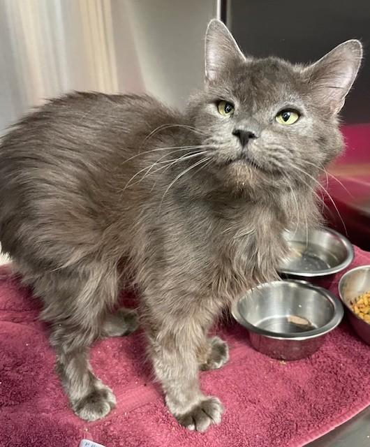 Enlarge Skamp, a Adoptable Domestic Long Hair in Prudenville, MI image 1/1