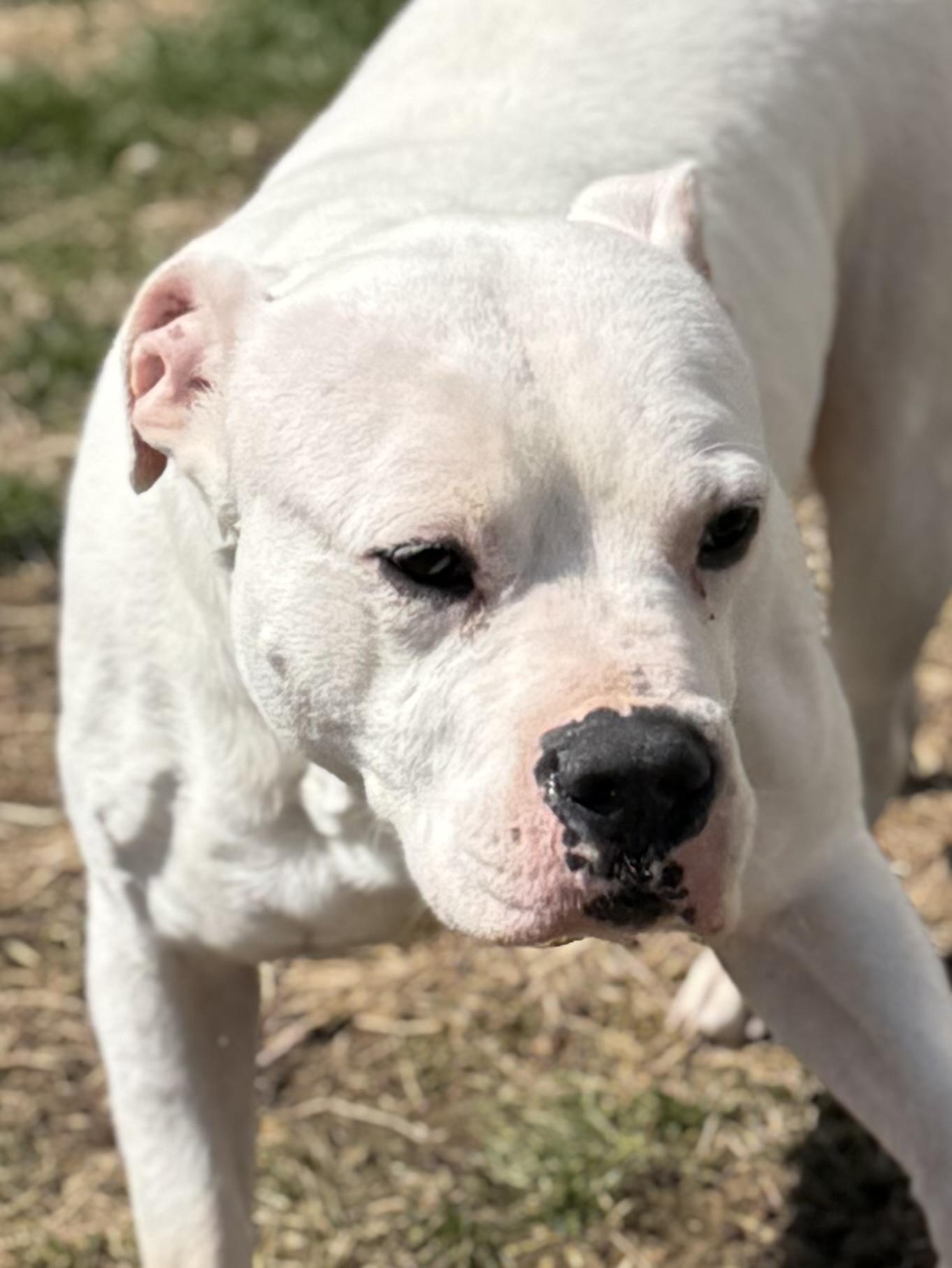 Enlarge Piglet, a Adoptable Mixed Breed in Roachdale, IN image 1/3