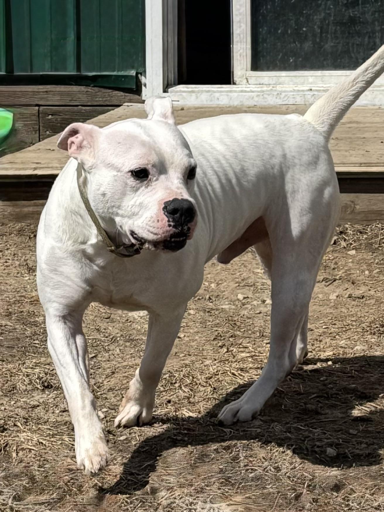 Enlarge Piglet, a Adoptable Mixed Breed in Roachdale, IN image 2/3