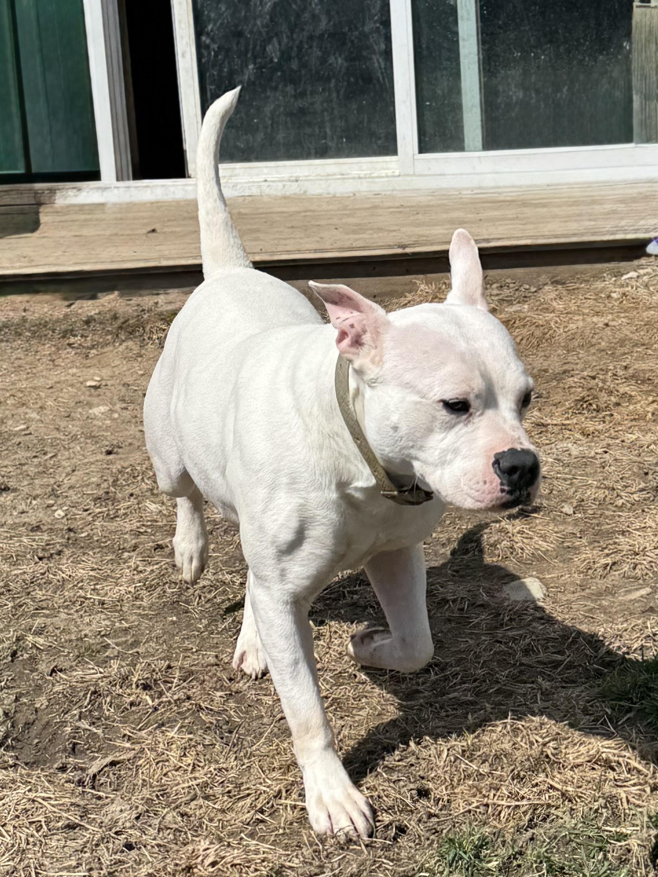 Enlarge Piglet, a Adoptable Mixed Breed in Roachdale, IN image 3/3