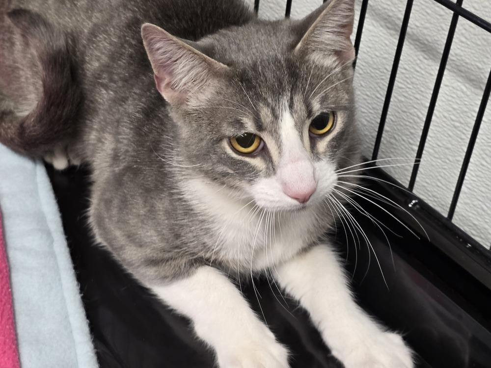 SMOKEY SAM, Adopted, Young Male Domestic Short Hair.