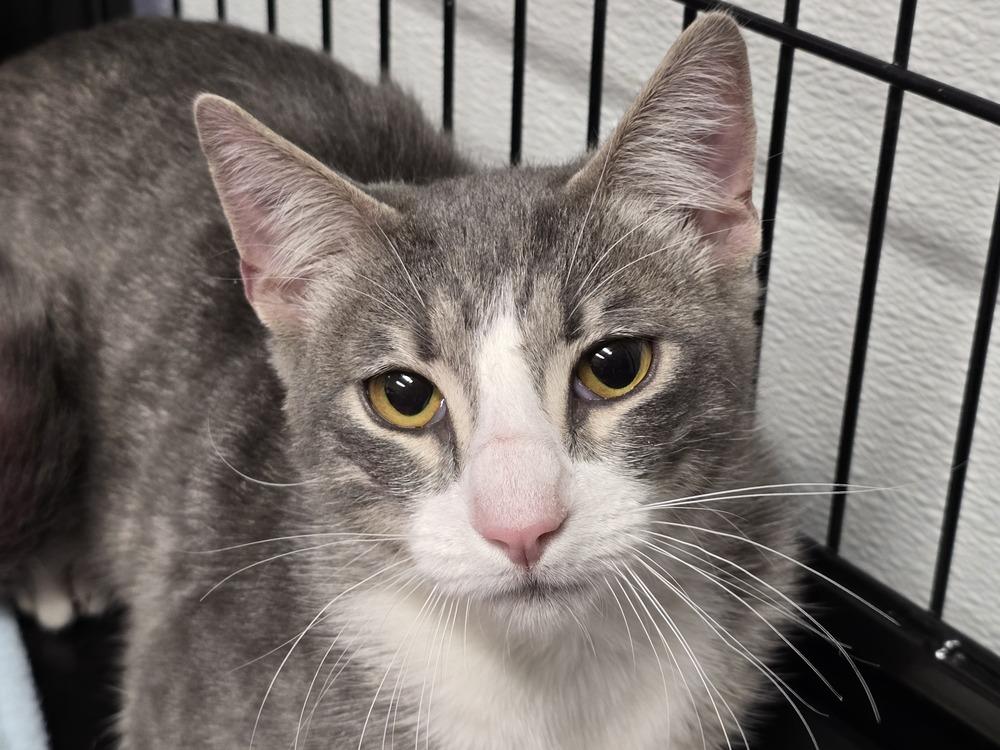 Enlarge SMOKEY SAM, a Adopted mixed breed in Southbury, CT image 2/3