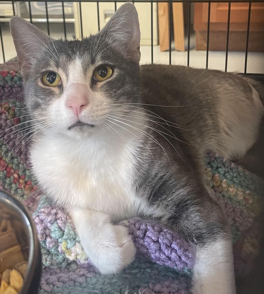 Enlarge SMOKEY SAM, a Adopted mixed breed in Southbury, CT image 4/6