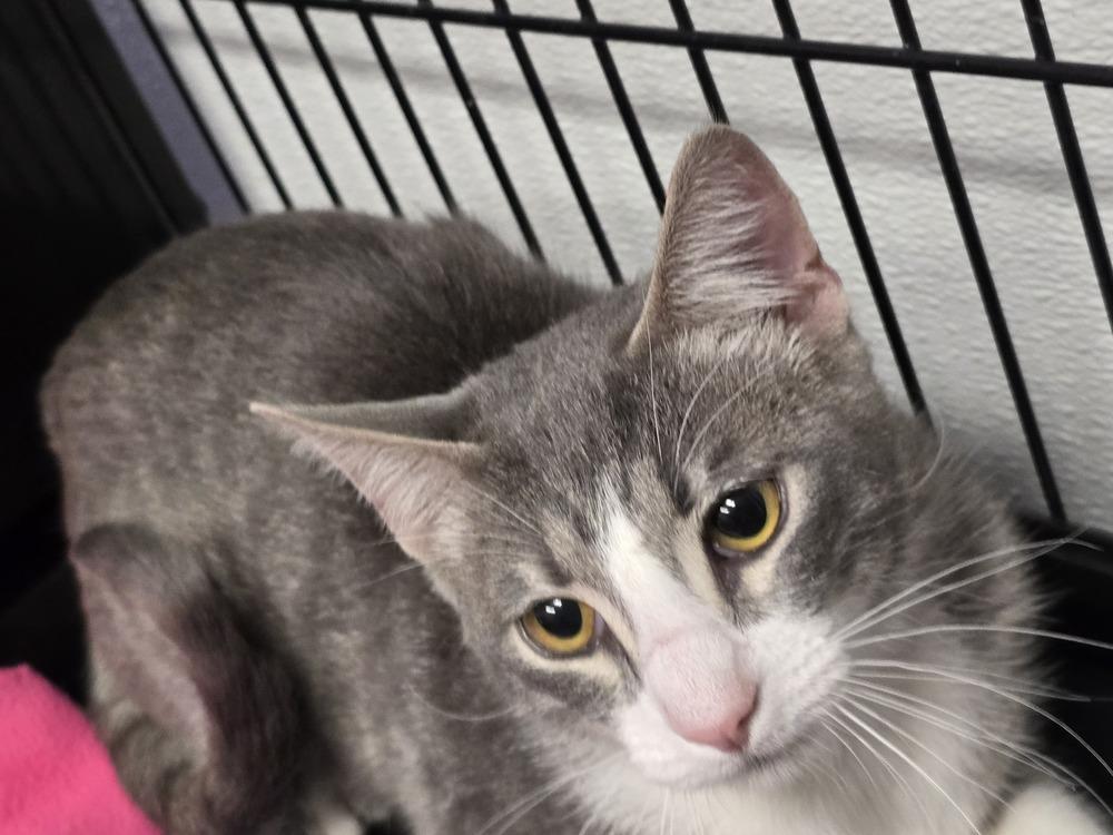 Enlarge SMOKEY SAM, a Adopted mixed breed in Southbury, CT image 3/3