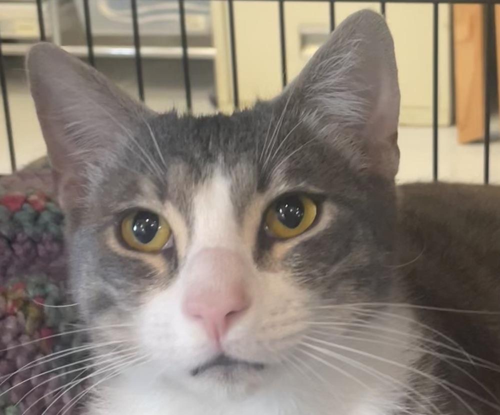 Enlarge SMOKEY SAM, a Adopted mixed breed in Southbury, CT image 6/6