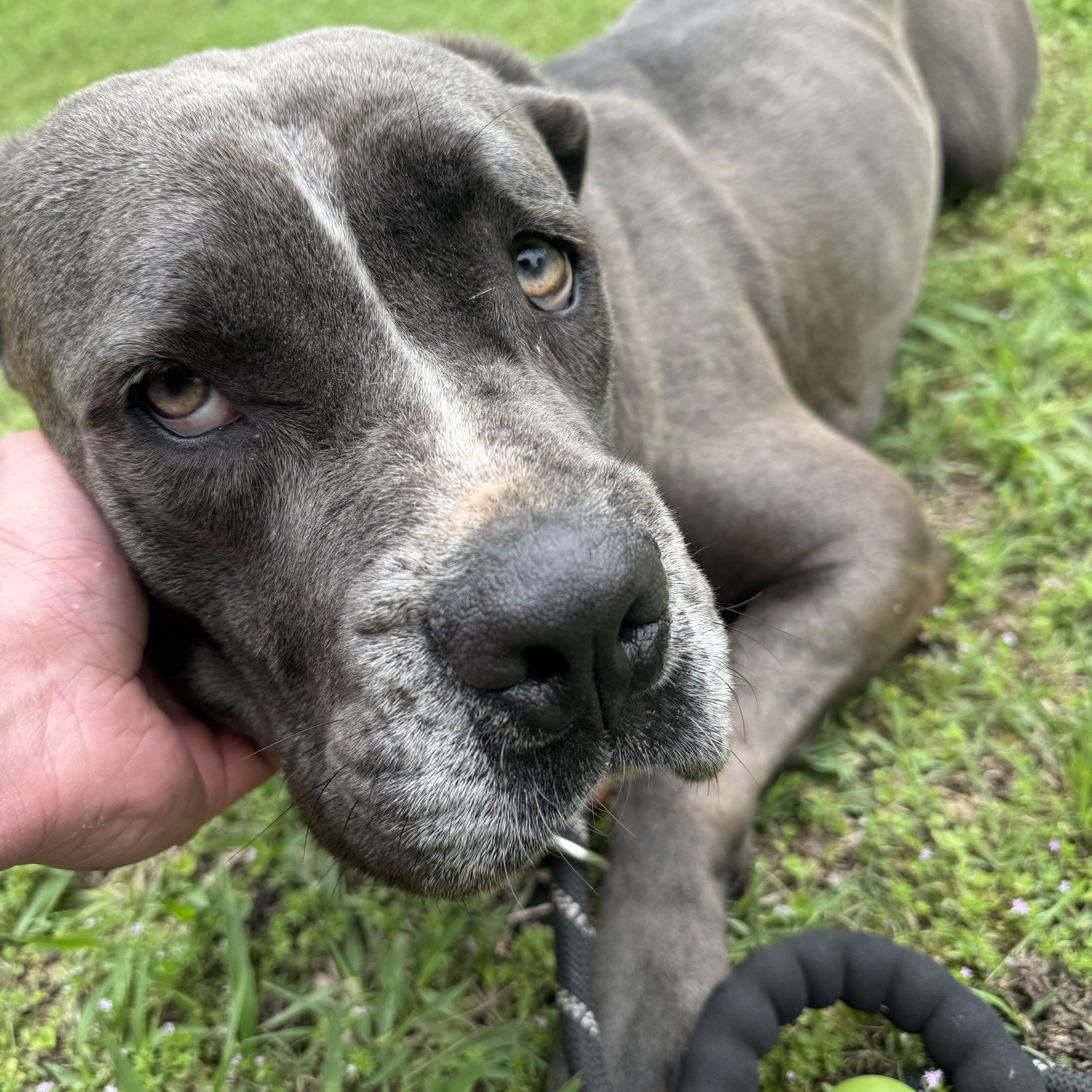 Magoo, ADOPTABLE, Young Female Cane Corso.