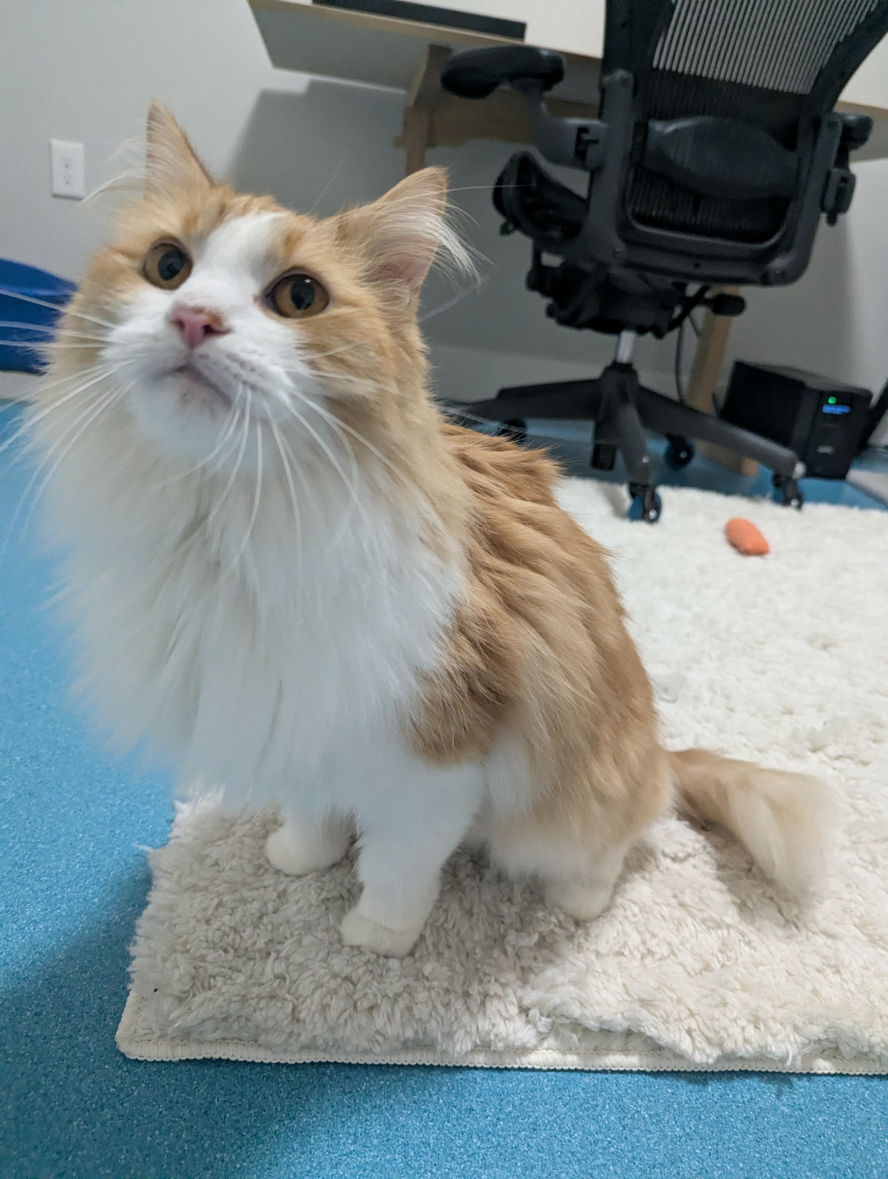 Enlarge Sammie, a ADOPTABLE mixed breed in West Richland, WA image 2/6