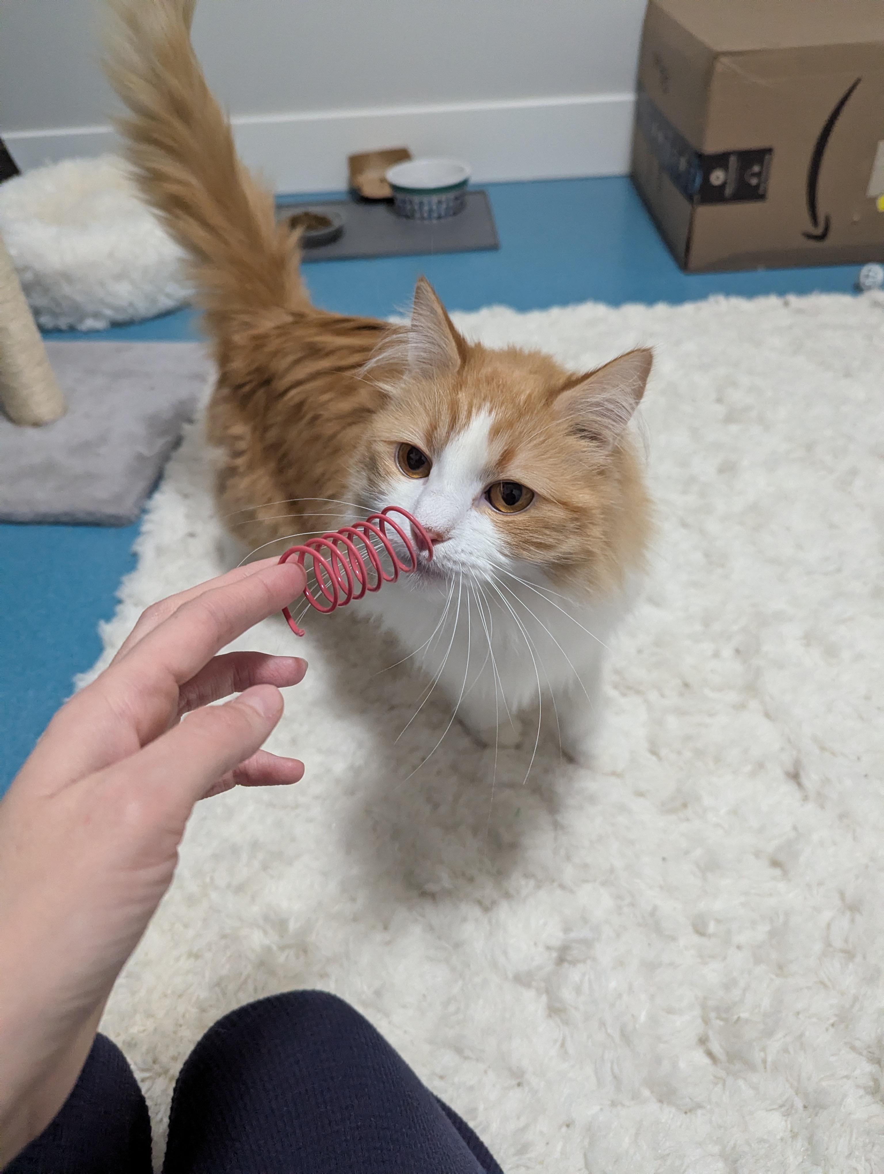 Enlarge Sammie, a ADOPTABLE mixed breed in West Richland, WA image 3/6