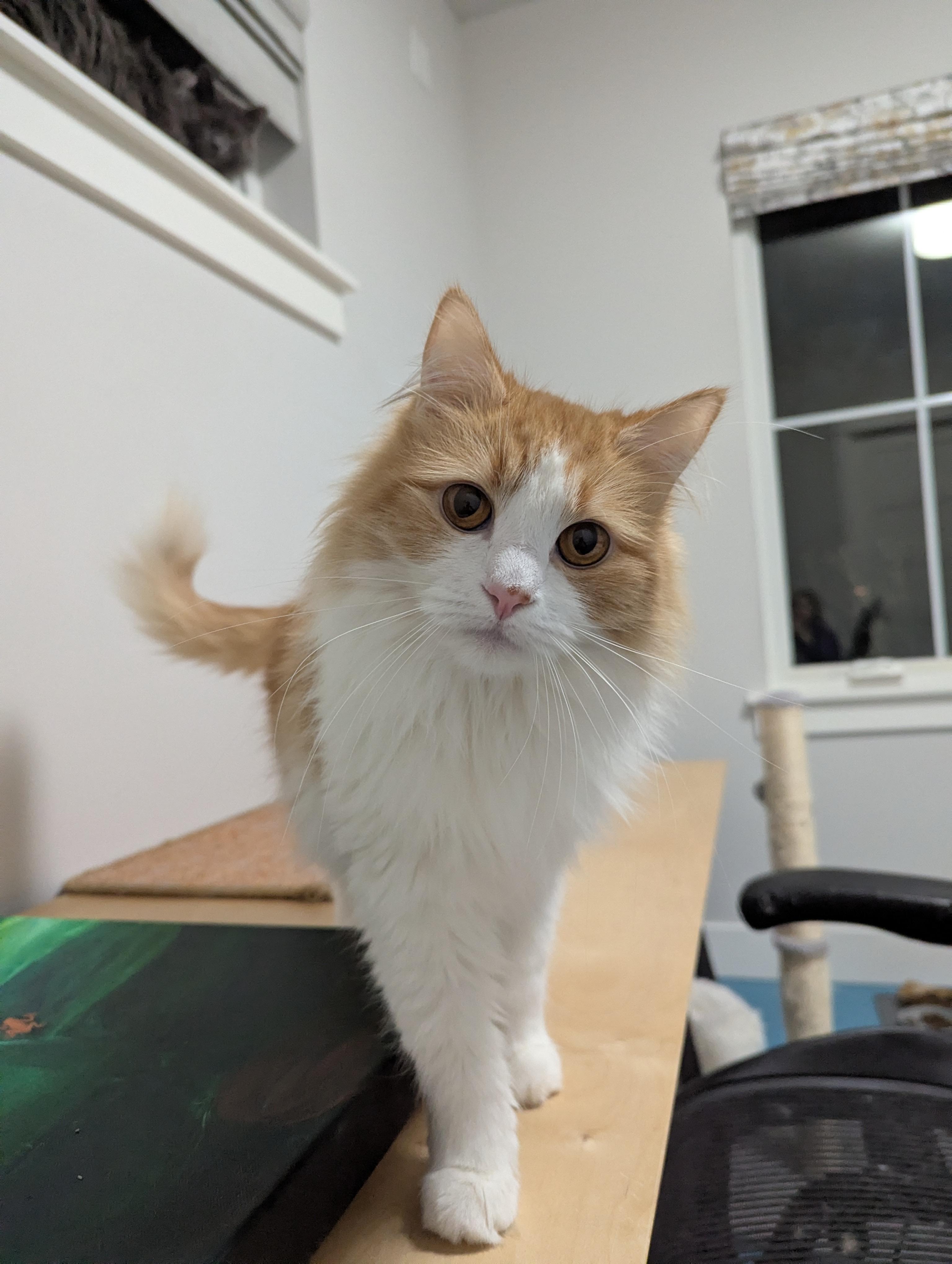 Enlarge Sammie, a ADOPTABLE mixed breed in West Richland, WA image 4/6