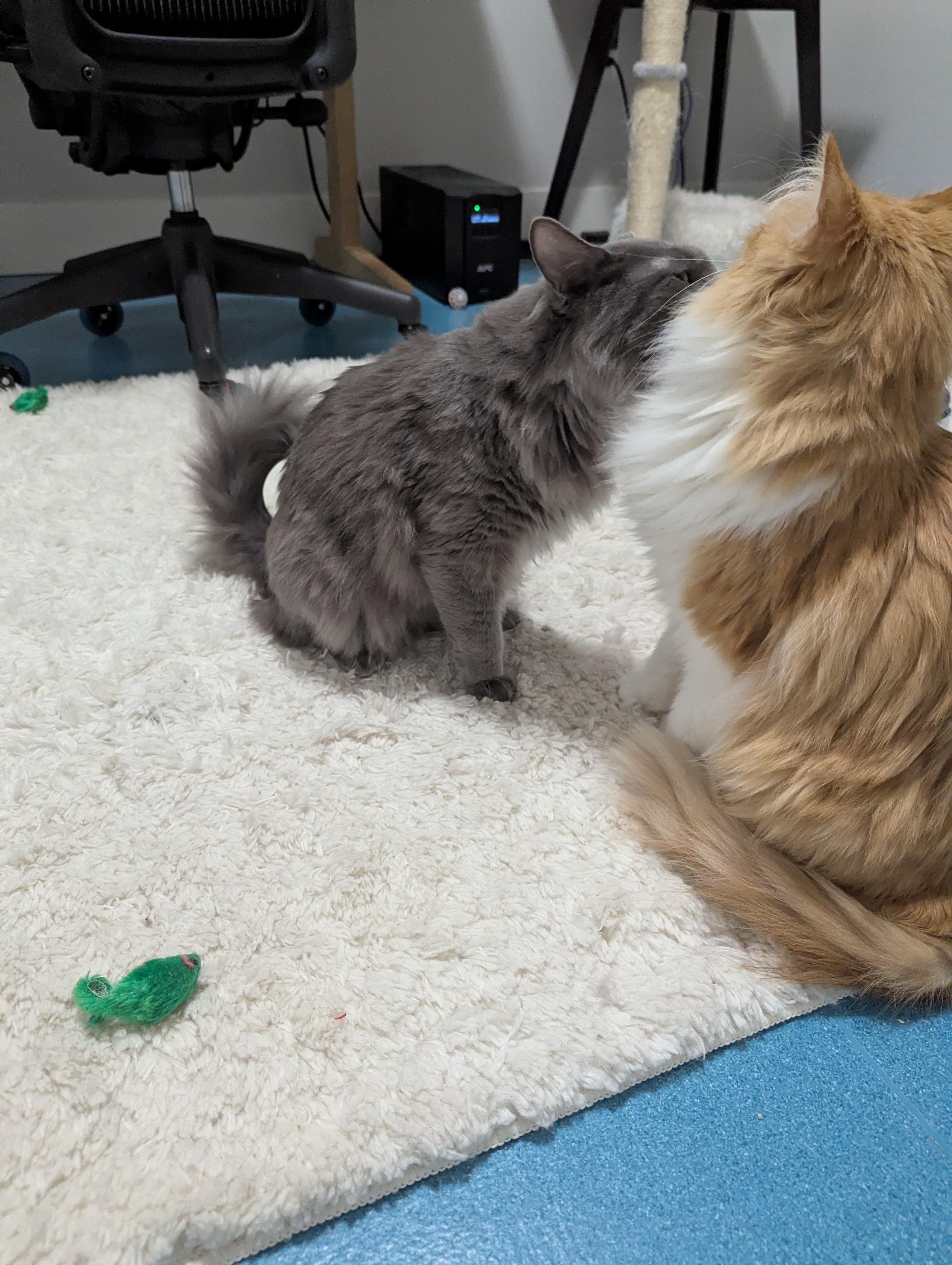 Enlarge Sammie, a ADOPTABLE mixed breed in West Richland, WA image 5/6