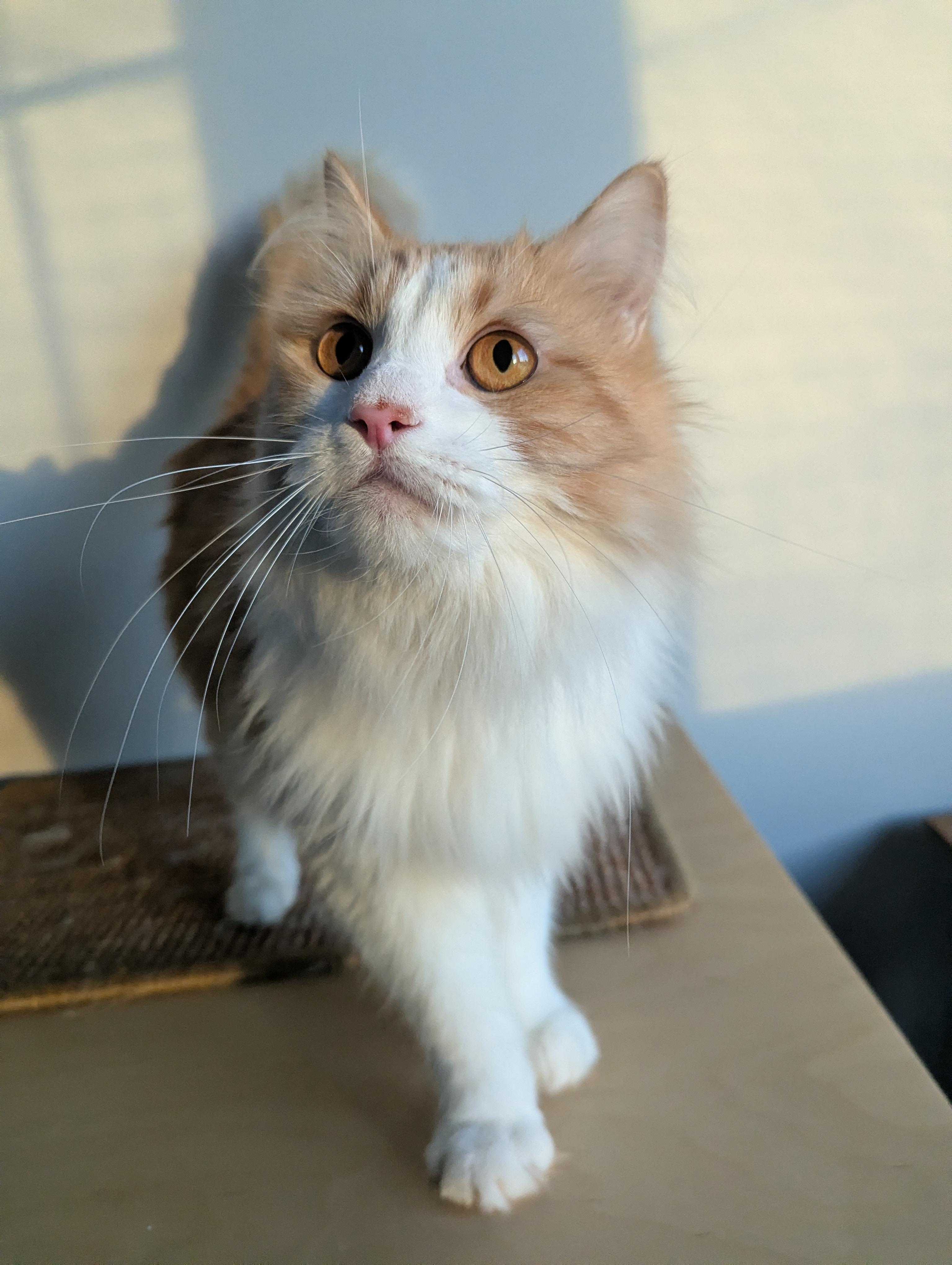 Sammie, ADOPTABLE, Young Male Domestic Long Hair.