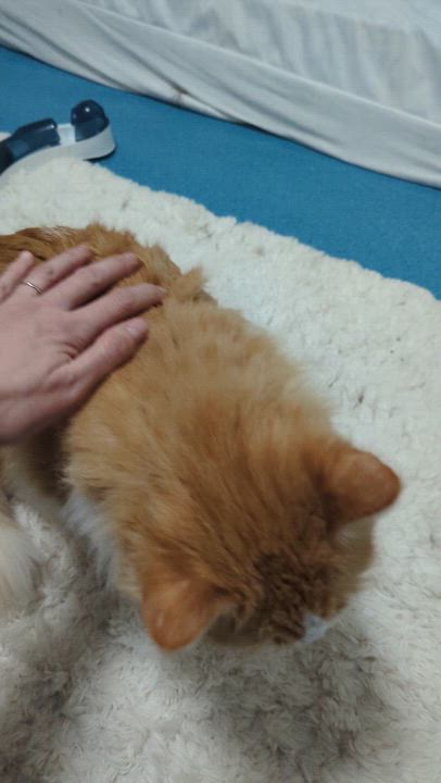 Enlarge Sammie, a ADOPTABLE mixed breed in West Richland, WA video 6/6