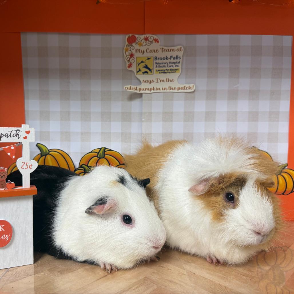 Harold, Adoptable, Adult Male Guinea Pig.